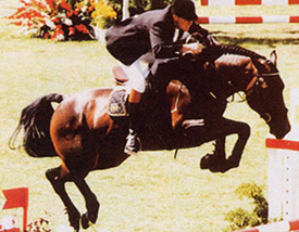 Libero H - Warmblood Stallion